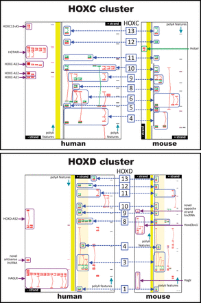  Comparing human and mouse orthologues in the HOXC and HOXD clusters. ( A ) HOXC cluster. ( B ) HOXD cluster. Transcript models are shown with exons (boxes) and introns (connecting lines); green depicts protein-coding regions (CDS), red lines non-coding regions. Mouse and human have the same number of HOX genes in these clusters, but they differ in the number of antisense RNAs, with mouse having fewer than human. Antisense loci are indicated by magenta arrows while members of homeobox family are depicted by blue arrows and marked with the numerical part of their gene symbol, e.g. HOXD1 (human) and Hoxd1 (mouse) are shown as ‘1’. 