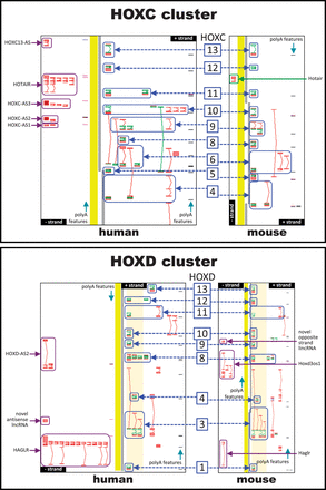 Comparing human and mouse orthologues in the HOXC and HOXD clusters. ( A ) HOXC cluster. ( B ) HOXD cluster. Transcript models are shown with exons (boxes) and introns (connecting lines); green depicts protein-coding regions (CDS), red lines non-coding regions. Mouse and human have the same number of HOX genes in these clusters, but they differ in the number of antisense RNAs, with mouse having fewer than human. Antisense loci are indicated by magenta arrows while members of homeobox family are depicted by blue arrows and marked with the numerical part of their gene symbol, e.g. HOXD1 (human) and Hoxd1 (mouse) are shown as ‘1’.