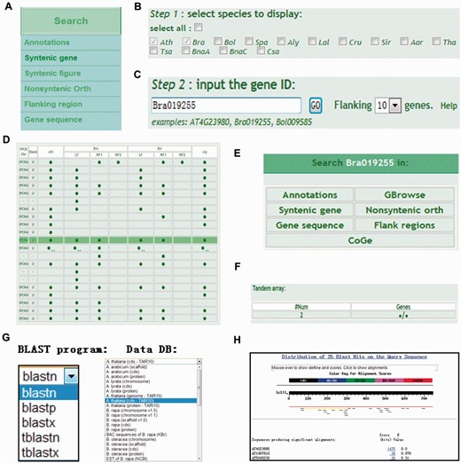 Using the ‘Syntenic gene’ search option in BRAD V2.0. ( A ) The ‘Syntenic gene’ option is selected by placing the cursor over the Search section and clicking on ‘Syntenic gene’. ( B ) Select the Brassicaceae species genomes to be searched using the checkboxes. ( C ) Input the ID of the gene to be searched. ( D ) The results of the syntenic gene search in the selected species are output in a table. The solid circles represent genes. Clicking on a circle opens a dialog-window. Clicking on a tandem array symbol (‘two small dots’) outputs the tandem array. ( E ) The dialog-window provides navigation of links to information about the target gene. ( F ) The output tandem array is displayed under the results table. ( G ) The BLAST services can be selected from the Tools section. ( H ) BLAST alignments of nucleotide protein-coding sequences (CDS) of A. thaliana .
