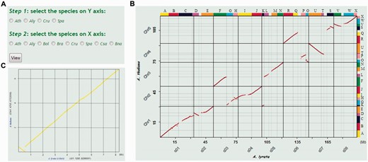  Obtaining pairwise syntenic dot plots between two Brassicaceae genomes in BRAD V2.0. The ‘Syntenic figure’ option is selected by placing the cursor over the Search section and clicking on ‘Syntenic figure’. ( A ) Select the Brassicaceae species genomes to be plotted. ( B ) Syntenic figure between A. thaliana and A. lyrata . Syntenic gene pairs are plotted as red dots. Genomic blocks are shown as color-coded bars labeled A–X on the top and right sides of the plot. The genome sequences of A. lyrata and  A. thaliana are displayed on the x and y axes, respectively. ( C ) Syntenic figure of local genomic block A obtained by clicking on the corresponding block. Chromosome labels and the intervals of the A block are given in brackets after the labels on the two axes. 