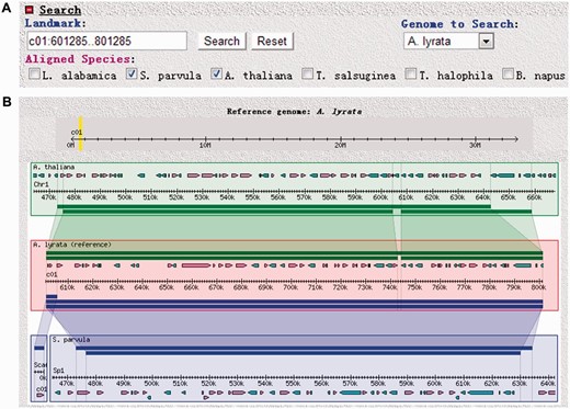 Using GBrowse_syn for local syntenic visualization of Brassicaceae genome sequences in BRAD V2.0 . The ‘GBrowse_syn’ option is selected by placing the cursor over the Tools section and clicking on ‘GBrowse_syn’. ( A ) Search panel for GBrowse_syn. ( B ) Representative output showing local synteny relations among the A. thaliana , S. parvula and A. lyrata genomes.