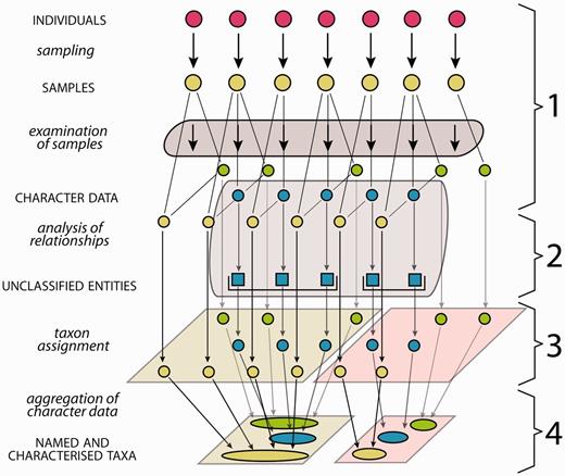 Generalized scheme of the steps in systematics from the investigation of organism individuals to the characterization of taxa. The first column lists the processes (lower case letters + italics) and products (upper case letters + normal style), the diagram illustrates the data flow and the last column numbers the steps as explained in the following: (1) samples of individuals are examined, providing different types of character data (green, blue, yellow), not all of them necessarily available for all samples. (2) Analysis of relationships (e.g. phylogenetic or tokogenetic), using e.g. available molecular character data (blue), reveals evolutionary relationships among the sampled individuals, grouping them into unclassified entities such as clades. In a phenetic approach, the evolutionary analysis in this step is replaced by an evaluation of morphological similarities and discontinuities. (3) In order to translate inferred (from whatever analysis) relationships into classification, the unclassified entities with the included samples and character data are assigned to taxa, also employing further character data types (yellow, green). (4) Naming of taxa and aggregating (summing up) of the character data from the individuals included results in named and characterized taxa. Further sampled individuals not included in the evolutionary analysis but matching the taxon characterization can be included, their data adding to the characterization.