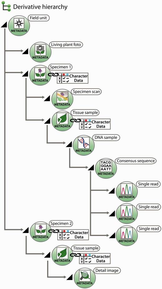 Exemplar scheme of samples with metadata and character data in a derivative hierarchy.
