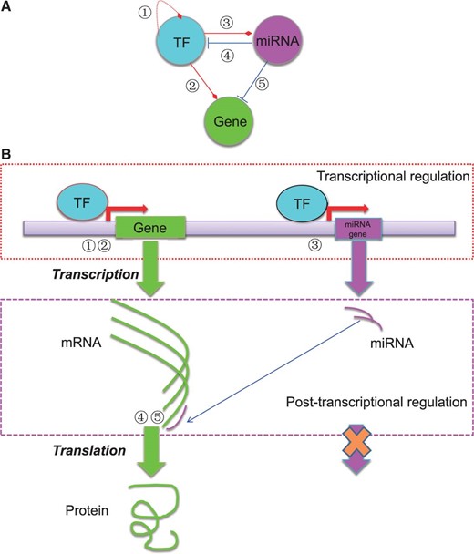  The basic regulatory circuit involving TF, miRNA and target gene ( A ) and the schematic illustration of the mechanisms of transcriptional and post-transcriptional regulation of gene expression ( B ). In total, five types of regulatory relationships are considered among TF, miRNA and target gene. 