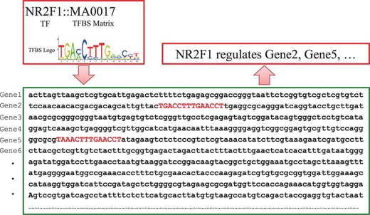 Schematic illustration of pairing TF and genes by TFBSs. When the documented TFBS ‘MA0017’ is found in the promoter regions of ‘Gene2’ and ‘Gene 5’, TF NR2F1 is predicted to have a potential to regulate the two genes accordingly.