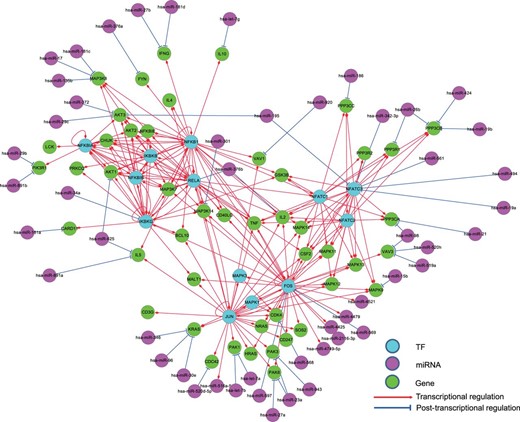 The regulatory relationships of a KEGG gene set for the human T cell receptor signaling pathway in RegNetwork. TF, miRNA and gene are in different colors and the transcriptional and post-transcriptional interplays are shown in red and blue, respectively.