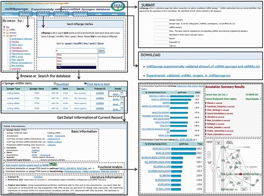 Schematic workflow of the miRSponge database.