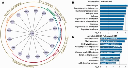 Examples of miRSponge database use. ( A ) PTEN-centered tumor suppressive ceRNA network extracted using miRSponge. ( B ) lncRNA H19 was linked to cell cycle-associated processes and ( C ) Cancer-related pathways, as supported from the existing literature with PubMed ID.