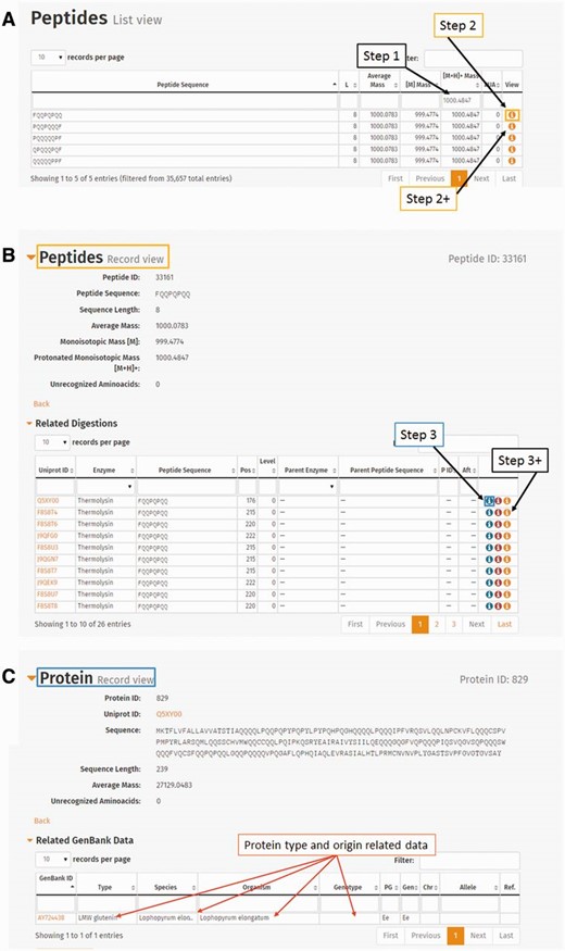  The use of peptide mass entry in the ProPepper database to establish its relevance to peptides, proteins, genotypes and species. ( A ) Entering protonated monoisotopic mass value in Peptide list view. ( B ) Detailed information of a peptide selected from the Peptide list view. Related tables such as ‘Related digestions’ or ‘Related Peptide–Epitope matching’ are also available from this view. ( C ) Detailed information of a Protein by clicking the first icon in the last column (View) of a related digestion entry from (B). The related GenBank data table will give the information of the protein type, organism and genotype (marked with arrows) that contain the particular peptide under investigation. 