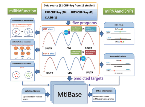 Systematic overview of MtiBase core framework. The results generated by MtiBase are stored in a MySQL database and displayed on the web page.