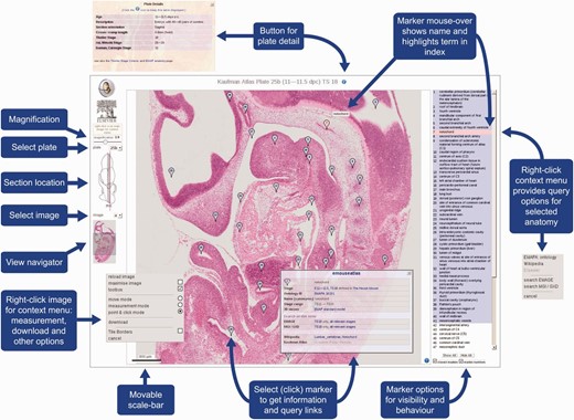 eHistology Atlas IIP3D Viewer Details. This figure shows the various options and navigation tools available within the IIP3D viewer used in the eHistology Atlas. Plate 25b (image a) is shown, with the colour section image displayed in the central panel at 1:8 magnification, the anatomy labels are listed on the right, and navigation tools shown on the left. Clicking on a numbered flag opens up the floating pop-up window containing internal and external links. Image is provided with permission from eMouseAtlas.