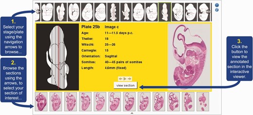 eHistology Atlas plate/stage browser. This figure shows the various elements of the eHistology Atlas plate/stage browser. Users are presented with this browser when they access the eHistology Atlas. They are able to scroll through the plates using the filmstrip browser at the top of the page. By selecting any particular plate, the user will then see the central panel in the browser alter to reflect the contents of the chosen plate. A larger version of the embryo schematic is shown on the left, with all of the section planes delineated to show the approximate position within the embryo, of each section. One section position is highlighted in red, and the relevant section image for this position is shown on the right. The user is able to change the selected section using the section filmstrip at the bottom of the page. The central panel displays the metadata for each selected plate. Having chosen a section of interest the user then launches the IIP3D viewer using the button in the central panel. Image is provided with permission from eMouseAtlas.