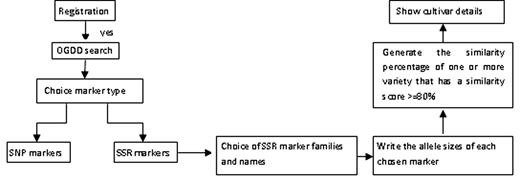 A schematic architecture of OGDD database. Solid arrows mean that the user can choose the analysis path according to results obtained at each previous step. Dashed lines mean that user can return to the OGDD search if he didn’t find the required SSR.