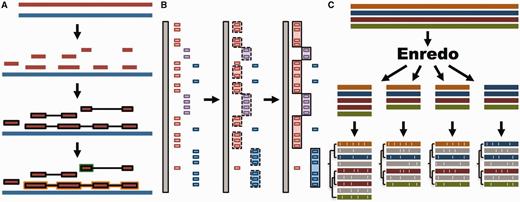 Whole genome analysis pipeline. ( A ) Pairwise alignments. A reference genome (blue) is aligned to another genome (red) with LASTZ. The raw alignments that are in the same order and orientation are grouped in chains (highlighted in black). On each region of the reference genome, the best chain is selected to single out the set of nets. A top-level net (orange) can include a nested net (green) in regions it does not cover. ( B ) Large-scale syntenies. LASTZ-net alignments are sorted on a reference genome (grey). The red, magenta and blue boxes represent alignments to different chromosomes in the other genome. For simplicity, we assume that they are in the same order and orientation. Contiguous collinear alignments are joined in a first-pass, forming a nascent syntenic block. In the second pass, the nascent blocks are joined and extended further to build macro-synteny blocks. ( C ) EPO multiple alignments. The sequences of all genomes are fed into Enredo to build sets of collinear blocks. These are aligned with Pecan and Ortheus resulting in an alignment with inferred ancestral sequences (in grey).