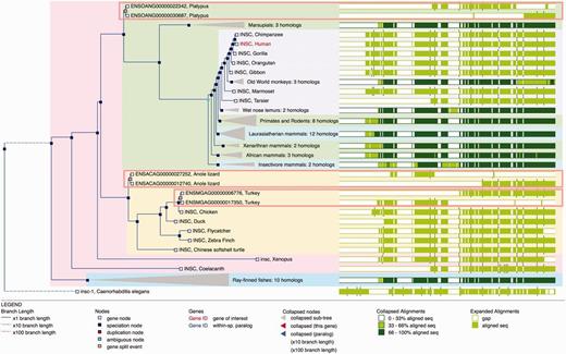 Gene Tree with split genes. GeneTree for the INSC gene in Ensembl release 80. The blue nodes in the tree represent speciation events and the light brown nodes are gene split events. The background color is used to show the different species clades (sauropsids, primates, teleost fish, etc.). Some nodes are collapsed (grey triangles) and show a summary of that sub-tree. The right part of the figure shows an overview of the alignment where the white areas correspond to gaps in the protein alignments. The three light brown rectangles highlight the three gene-split events in this family. The alignment overview for these genes clearly shows how the genes have been split.