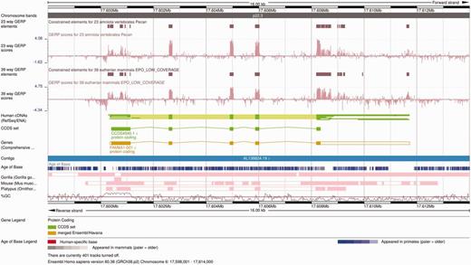 Alignment and conservation tracks on the Location view. The image shows the 23-way amniote and 39-way eutherian conservation scores (pink wiggle tracks) and the corresponding constrained elements (brown blocks) on the FAM8A1 locus. The dark pink tracks at the bottom show the pairwise alignments of this region to the gorilla, the mouse and the platypus genomes. Each element represents an aligned block. These are connected in so-called nets that represent a series of alignment blocks in a congruent order and orientation. There is a secondary block in the gorilla pairwise alignment track, in the centre of the first FAM8A1 exon that represents a break in the continuity between human and gorilla in this region. Finally, the Age of Base track is displayed just below the contig line, and shows the how old each base of the genome is, ranging from human-specific mutations (in red) to primate-wide (shades of blue) and mammal-wide (shades of grey).