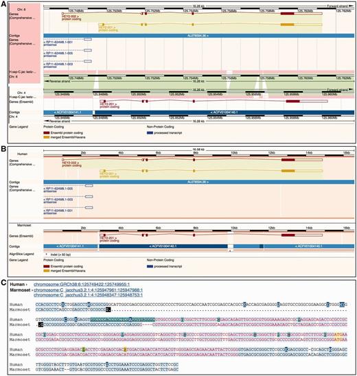  Different alignment views in Ensembl. ( A ) Region Comparison view for the human and marmoset HEY2 genes. The top part of the panel shows the human locus while the bottom half represents the marmoset locus. As in the Location view ( Figure 6 ), the dark pink tracks show the pairwise alignments. The green areas link each part of the alignment blocks, showing the connections between both genomes. ( B ) The graphic alignment view for the same region. The human and marmoset sequences are stretched to accommodate the alignment gaps. The vertical white segments in the background color show these gaps. The marmoset sequence is made of several fragments, as indicated by the alignment. ( C ) Base-pair detail of the alignment for the first exon. Exonic sequence is highlighted in red, start ATG codons in yellow and sequence variants are coded in different colors. At the top of the alignment, the user is presented with the list of loci in this alignment. The marmoset sequence is split in two different segments. The black marks highlight the edges of the aligned regions. 