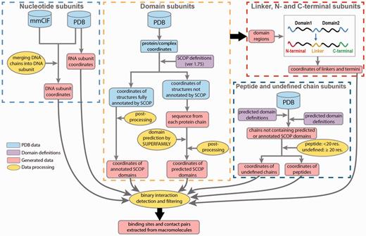Data processing in DOMMINO 2.0. Eight subunit types are identified in four processing stages: (1) nucleotide subunits, including DNA and RNA subunits, (2) domain subunits, (3) unstructured subunits, including interdomain linkers, C-termini and N-termini and (4) peptides and undefined chain subunits.