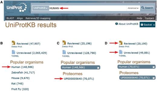  Accessing the human proteome from the UniProt web site ( http://www.uniprot.org ). A. One can directly type ‘HUMAN’ in the search box. B. Then select ‘Human’ in the ‘Popular organisms’ section on the left. C. There is a single proteome in the ‘Proteomes’ section for this organism, UP000005640, a direct link allowing access to the entries composing the human complete proteome. D. There, one still has the possibility to select the 20 197 expertly ‘Reviewed’ entries of the Swiss-Prot section of UniProtKB from the 49 496 additional ‘unreviewed’ entries of UniProtKB/TrEMBL. 