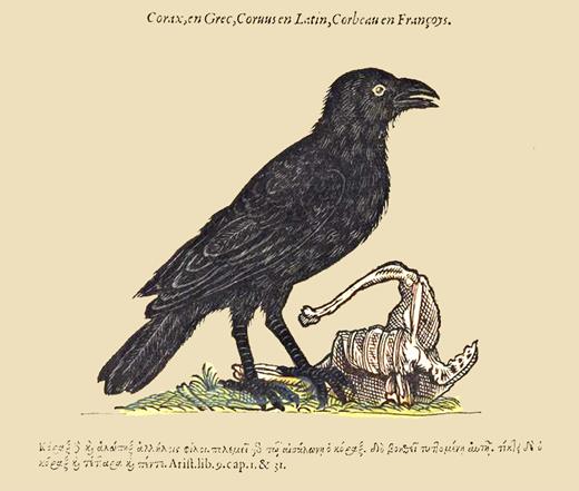 Illustration of a Raven in an ornithological book by Pierre Belon published 1555 in Paris ( 3 ). Note the common graphical presentation of ravens with bones of dead animals since the Middle Ages in Europe. Source contributed by Research Library, the Getty Research Institute; http://biodiversitylibrary.org/page/43989847 .