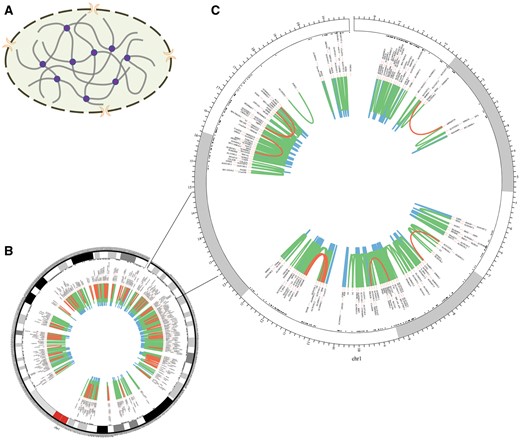 Chromosomal 3D structure and promoter–promoter interactions of Chr1 in IMR90 cell line based on a set of Hi-C data. (A) Chromosomal 3D structure. The dashed circle with two orange crescents that stand for nuclear pore complex is the nucleus membrane. The thick grey lines are chromatin and the purple circles stand for proteins that link chromatin together. (B) Promoter–promoter interactions of Chr1. (C) Promoter–promoter interactions of Chr1:1-20000000, zooming into the interactions. The red lines stand for long-range interactions (distance between interaction pair > 500 kb), while the blue lines for short-range (distance < 50 kb) and the green lines for middle-range (distance spanning 50–500 kb). The black texts are the gene names of corresponding loci.