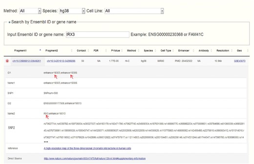 Search result for human after inputting IRX3. Chr16:53906612-53949261 which contains enhancers and overlaps with the intron of FTO spatially interacts with chr16:54281612-54289286 which contains the promoter of IRX3.