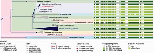 Example gene tree displayed in the Ensembl genome browser.
