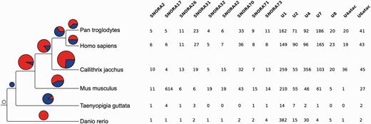 Gene family expansions and contractions. The tree on the left shows the species used in the gene family evolution of ncRNA trees. The pie charts show the number of gene families expanded (red) and contracted (blue) in each node of the tree. The size of the pie chart is proportional to the number of families that have expanded or contracted. The table on the right shows the families expanded in the mammal lineage. The numbers indicate the number of genes in each extant species.