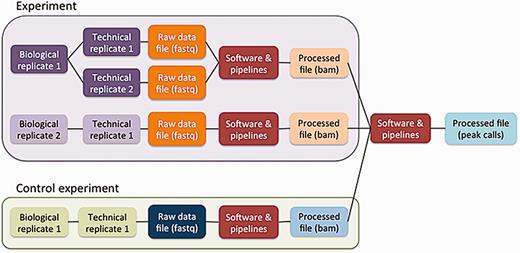Schematic of the metadata model. The metadata model reflects how researchers perform laboratory and computational experiments. A single experiment can contain one or more replicates (see text). These replicates generate raw data files, which are then used in software and data processing pipelines to generate processed data files. Control experiments can be modeled similarly to experiments. Files from multiple experiments can be used as input for a single pipeline run.