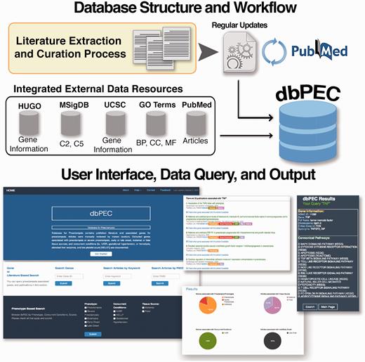 Database structure and workflow of the database for preeclampsia.