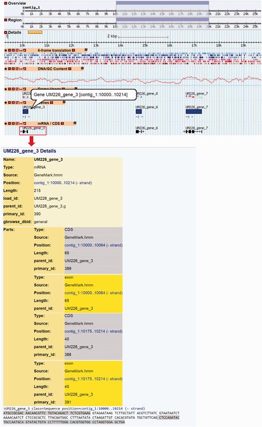 The layout of Genome Browser for B. papendorfii UM 226 genome. Horizontal tracks show genomic features of Contig 1. A highlighted blue rectangle indicates the genome region, that is, displayed in the details panel. A 6-frame translation track for DNA sequence is displayed in six different colour. The DNA/GC Content track represents the GC content in a given contig. In the genes track, blue bars indicate B. papendorfii UM 226 predicted genes. In the mRNA/CDs track, black arrows indicate B. papendorfii UM 226 mRNAs and their orientation. The information of a particular gene, including intron–exon organization, sequence and length is linked to each mRNA (black arrow).