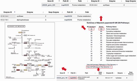  The layout of Pathway Browser for B. papendorfii UM 226 genome. The total number of genes and EC numbers for each pathway is displayed in the Pathway Browser page. Single click on each EC Number or gene will bring up a page showing additional information of genes that are involved in the specific pathway. Each KEGG annotated gene is also linked to a pathway map. The coloured EC numbers indicate that the genes are mapped to that EC number in the pathway. 