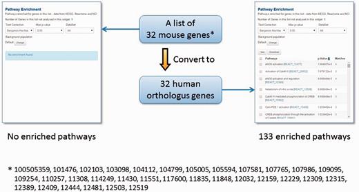 The orthologue conversion system in TargetMine can help circumvent the lack of functional annotations. In this example, the original list of 32 mouse genes produced no enriched pathways (with the default cut-off of statistical significance). By converting this list to 32 human orthologous genes, 133 enriched pathways were identified.