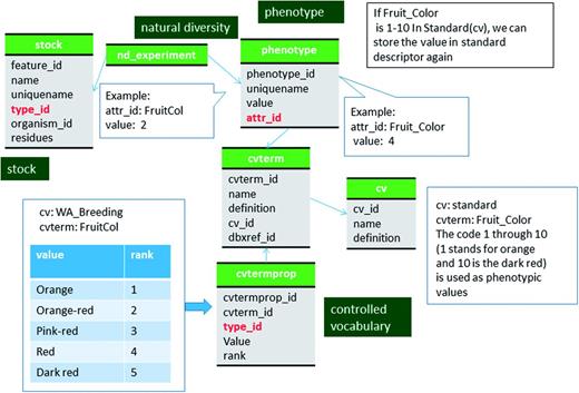 Schematic diagram of how coded phenotypic values are stored in Chado. The same data can be stored in two different code system to enable comparison among datasets. The bold red fields represent foreign keys to the cvterm table which houses vocabulary terms. Boxes in dark green represents the modules of Chado represented in this diagram.