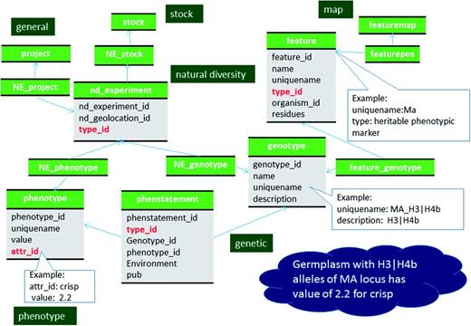 Schematic diagram of how relationship between genotype and phenotype is stored in Chado. The bold red fields represent foreign keys to the cvterm table which houses vocabulary terms. Boxes in dark green represents the modules of Chado represented in this diagram.