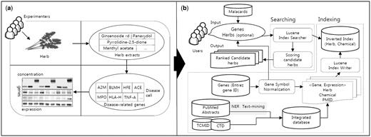 ( a ) An experiment to assess the effectiveness of herbs based on the changes of marker genes in a disease cell. ( b ) The process of the HerDing system consists of searching and indexing parts.