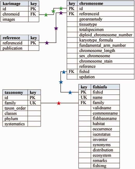 Entity relationship diagram of Fish Karyome database.
