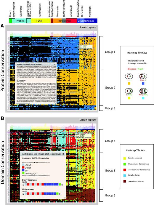  Protein and domain conservation views. ( A ) Conservation of proteins corresponding to the GOSlim category, ‘Anatomical structure formation involved in morphogenesis’. Colored tiles indicate the presence (color) or absence (black) of an ortholog of the reference organism (in this case human) in a given target species. Species are indicated across the top, grouped by phylogeny with plants on the left. Proteins are indicated in rows on the left, clustered so that proteins with similar patterns of conservation are grouped together. The sequence of a selected human reference protein (SLIT2) and its mouse ortholog are also shown (inset). ( B ) Domain architecture conservation corresponding to the same group of proteins as in (A) above. Tile colors reflect the comparison between the reference and target domain architectures. The corresponding architectures for SLIT2 are shown (inset). Note that gene order is determined by clustering and is independent between views. 