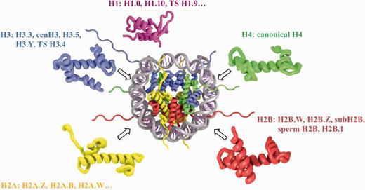 Schematic representation of nucleosome structure and its composition of different histone variants. The nucleosome core is formed by 147 bp of DNA and an octamer of H3, H4, H2A and H2B histones (depicted in blue, green, yellow and red, respectively). H1 linker histone (magenta) is associated with the nucleosome core near the DNA entry exit points. Selected histone variant names for each histone type are shown.