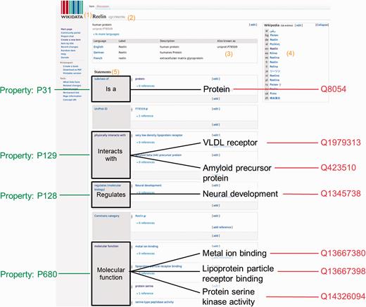 Wikidata item and data organization. Wikidata items can be added or edited by anyone manually. A Wikidata item consists of: (1) a language-specific label, (2) its unique identifier, (3) language specific aliases, (4) interwiki links to the different language Wikipedia articles or other Wikimedia projects and (5) a list of statements.  For this specific example, the human protein Reelin was used ( https://www.wikidata.org/wiki/Q13569356 )