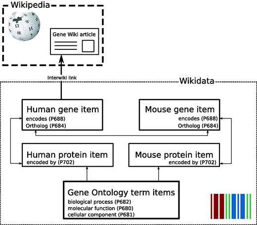 Gene Wiki data model in Wikidata. Each entity (human gene, human protein, mouse gene, mouse protein) is represented as a separate Wikidata item. Arrows represent direct links between Wikidata statements. The English language interwiki link on the human gene item points to the corresponding Gene Wiki article on the English Wikipedia.