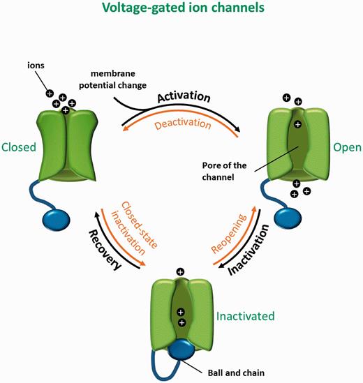 Three-state model of voltage-gated ion channels. Closed, open and inactivated states with the corresponding transitions are shown.