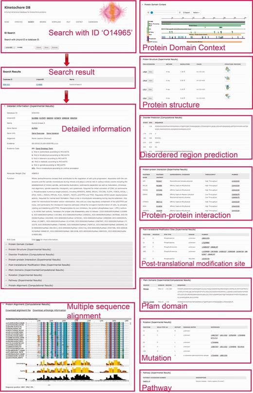 A webpage showing protein detailed information for search results in KinetochoreDB using the UniProt ID O14965 as the query. The results are classified and organized in ten sections including protein information, protein domain context, protein structure, disorder region prediction, PTMs, protein interaction, protein mutation, Pfam domain, metabolic/signaling pathway and MSA.