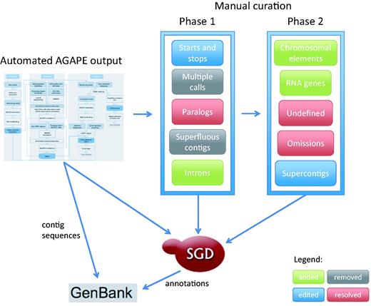 Curation strategy currently in use at SGD to expand the original Saccharomyces cerevisiae systematic reference sequence from a single highly-curated genome to an expertly curated multi-genome reference panel.