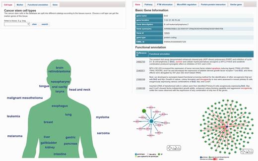 The web interface of the database. (A) The ‘brows page’ contains four tabs include cell type, markers, function and related gene. Users can choose different tabs and access the content of the database. (B) Users can also choose a marker category in the ‘marker map page’. (C) The ‘gene page’ shows the information of a gene. Interactive network visualization of PPI and microRNA-gene interaction are created by Cytoscape Web plugin (a JavaScript library).