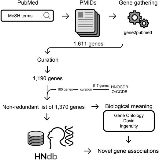 Flowchart of the method for gathering genes related to HNSCC. Identification of studies on HNSCC in PubMed using MeSH terms of interest, retrieval of PMIDs, gene-to-publication assignment via gene2pubmed association file, selection of genes in HNOCDB and OrCGDB databases, manual curation to confirm a positive involvement of PMIDs in HNSCC subsites of interest, retrieval of a nonredundant list of 1370 genes related to HNSCC, access to biological meanings, identification of novel gene associations.