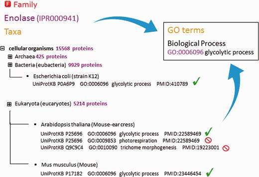  Assignment of ‘biological process’ GO terms to InterPro entry IPR000941 (enolase). InterPro curators decide which terms can be applied by analysing the spectrum of proteins from different organisms matched by that entry. Existing annotation for individual proteins that is supported by experimental evidence is considered. Certain GO terms are only applicable to a restricted taxonomic group (e.g. ‘photorespiration’ cannot be applied to animals and ‘trichome morphogenesis’ can only be applied to plants). GO terms assigned to an entry should be applicable to all the proteins matched by that entry.