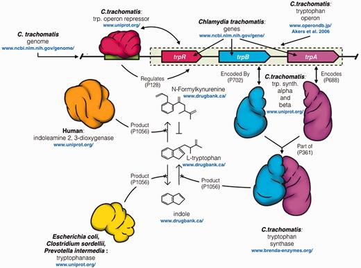  Illustration of the complex network of interacting entities between human, chlamydial, and other microbial species in the urogenital microbiome. When a human epithelial cell is infected by C. trachomatis , it responds by depleting the cell of L  -tryptophan, an essential amino acid for chlamydial growth, through IFN-γ mediated expression of the tryptophan degrading enzyme indoleamine 2,3-dioxygenase (IDO)(orange) (5 , 6) . IDO degrades tryptophan to N -Formylkynurenine, a tryptophan precursor that C. trachomatis is not capable of converting into tryptophan. Often this clears the infection, but episodically C. trachomatis rescues itself from this host defense by converting exogenous indole into L  -tryptophan through gene expression regulated by its  trp operon (8) . Several experiments support the hypothesis that the likely source of exogenous indole is from other microbes in a perturbed vaginal microbiome; as part of L-tryptophan degradation via the pyruvate pathway . Microbes producing tryptophanase (yellow), an enzyme that degrades L  -tryptophan to indole and pyruvate are commonly found in the urinary tract of patients also presenting with bacterial vaginosis (BV) (7) . Examples of indole producers, commonly associated with BV in the female urogenital tract include Prevotella spp., E. coli and Clostridiales spp . (11 , 12 , 23) . Blue URLs indicate the various resources that maintain the data. The arrows between entities indicate the properties used to define their relationships once aggregated in Wikidata. 