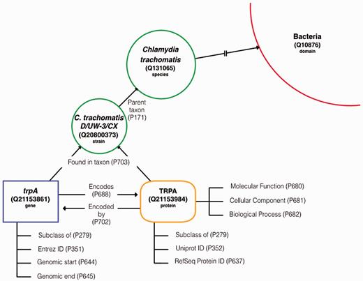 Data model template. The basic framework of the microbial genetic data model in Wikidata showing items and the statements that connect them. Item types are demarcated by label and color (i.e. gene item = blue and protein item = orange).