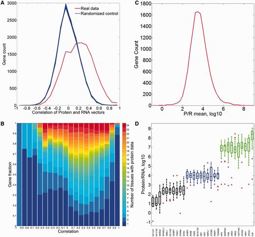 Comparisons of protein and RNA vectors. (A) Distribution of Pearson’s correlation coefficient between protein and RNA tissue vectors of every gene in the protein–RNA comparison (red). This distribution is significantly different from the randomized controls (blue, P-value of t-test <10−3). (B) Sub-division of each correlation bin using gene fractions according to the number of tissues with protein abundance data. (C) Distribution of across-tissue averaged P/R cell copy number ratio of every gene in the protein–RNA comparison. Function enrichment analysis reveals that genes in the upper 10th percentile show a significant enrichment for metabolic and structural functions, while genes in the lower 10th percentile are enriched with signaling and regulation of transcription (Supplementary Tables S15 and S16). (D) Box plot of P/R ratios, showing selected 30 genes from distribution peak and both edges.